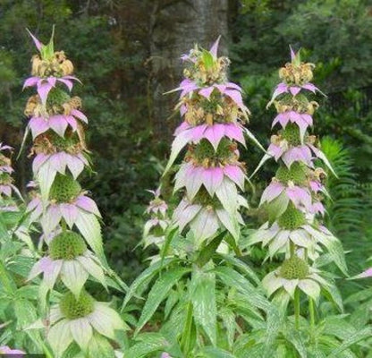 Spotted Bee Balm (Monarda punctata) Horesemint Dotted Mint Flower Herb Seeds