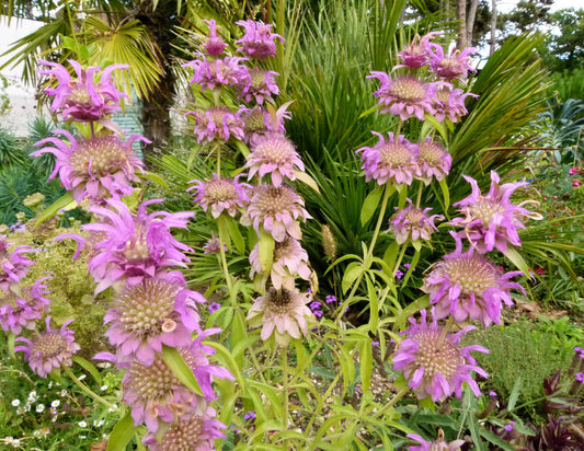 Spotted Bee Balm Monarda Punctata Horesemint Dotted Mint Flower Herb Seeds heirloom non-gmo organic garden seeds