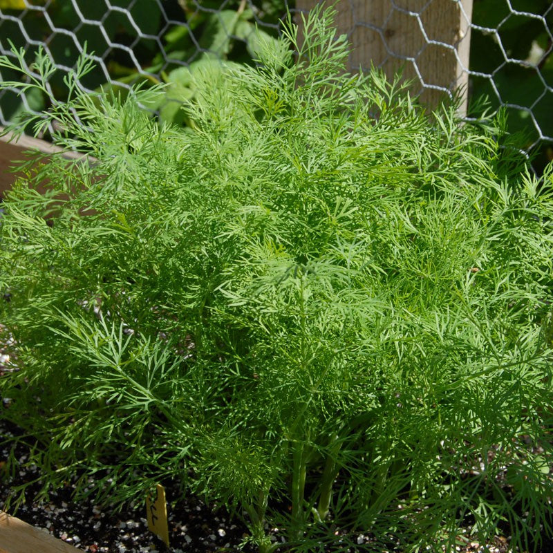 Dill Herb Seeds