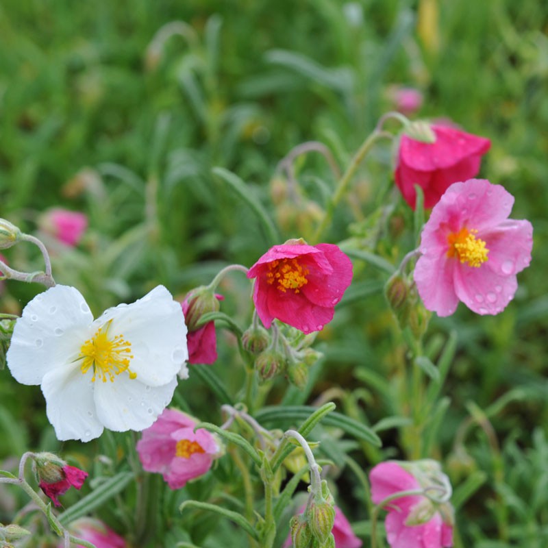 Helianthemum Flower seeds for Planting Bright Blooms Heirloom & GMO Free Seeds for Home Garden 
 
 Sale for planting in home garden