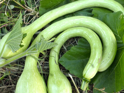 Semi di Verdura Tromboncino Squash