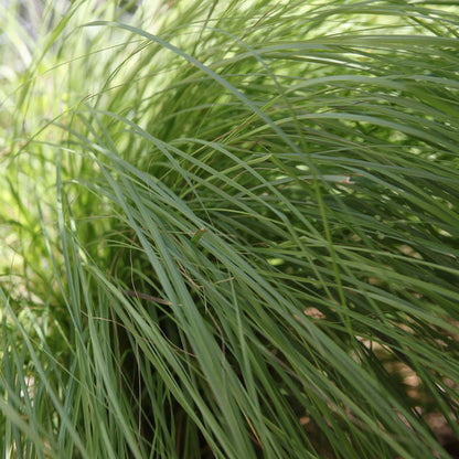 Weeping Lovegrass Herb Seeds