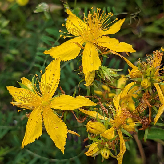 Hypericum Ascyron Flower Seeds