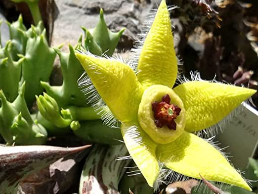 ステイペリア・プルケラ 観賞用植物の種まき用