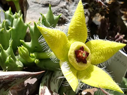ステイペリア・プルケラ 観賞用植物の種まき用