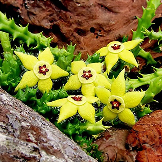 Stapelia Pulchella Decorative Plant Seeds For Planting heirloom non-gmo organic garden seeds