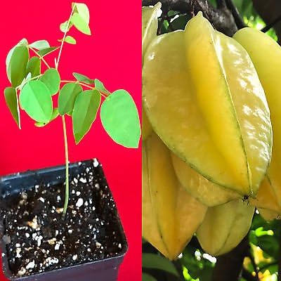 Delicious Star Fruit Averrhoa Carambola Fruit Seeds For Planting In Tropical Garden heirloom non-gmo organic garden seeds