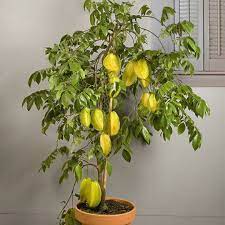 Star Fruit Seeds For Easy Planting And Growth heirloom non-gmo organic garden seeds