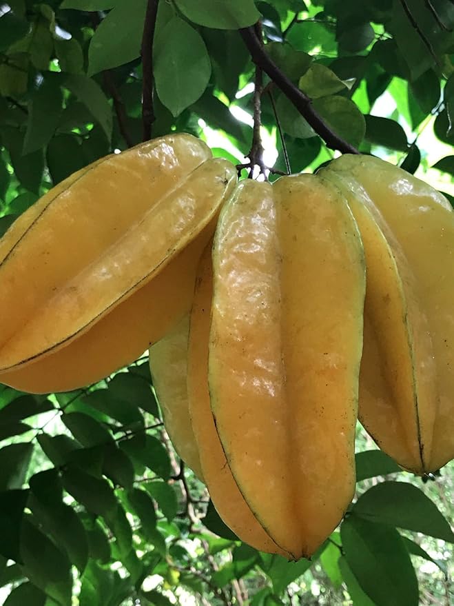 Delicious Star Fruit Averrhoa carambola Fruit Seeds for Planting in Tropical Garden