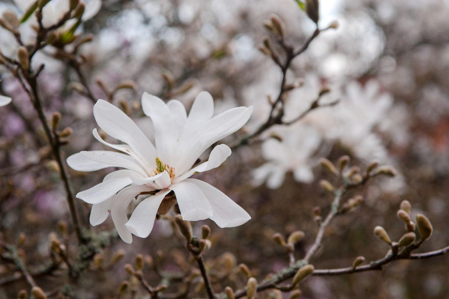 Star Magnolia Flower Seeds