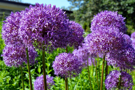 Star Of Persia Allium Allium Christophii Silvery Amethyst Purple Flower Seeds – Seeds heirloom non-gmo organic garden seeds
