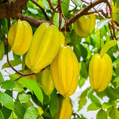 Yellow Carambola Fruit Seeds Planting Sweet