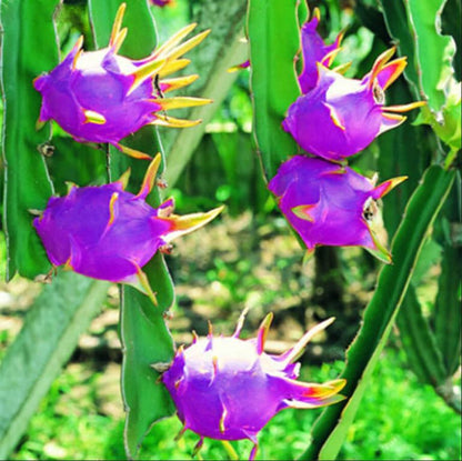 Blue Pitaya Dragon Fruit Seeds - Easy Growing Tropical Fruit Seeds