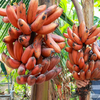 Red Banana Fruit Seeds for Planting