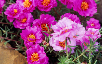 Moss Rose Flower Seeds