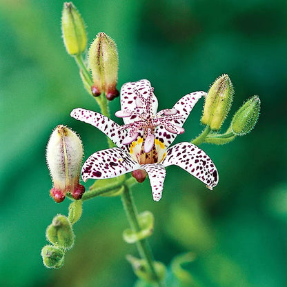 Japanese Toad Lily Flower Seeds