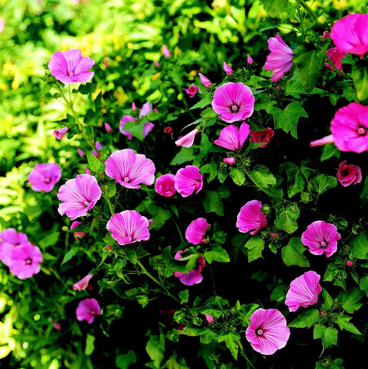 Lavatera Shrub Seeds for Planting – Heirloom, Non-GMO, Perennial, Easy to Grow, Ornamental Variety