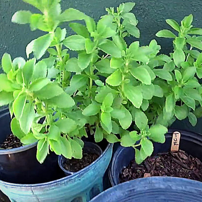 Stevia (Sweetleaf / Sweet Leaf / Sugarleaf) Stevia Rebaudiana Sugar Herb Seeds