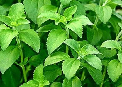 Stevia (Sweetleaf / Sweet Leaf / Sugarleaf) Stevia Rebaudiana Sugar Herb Seeds