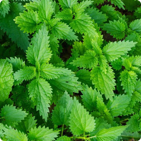 Stinging Nettle Urtica Dioica Seeds heirloom non-gmo organic garden seeds