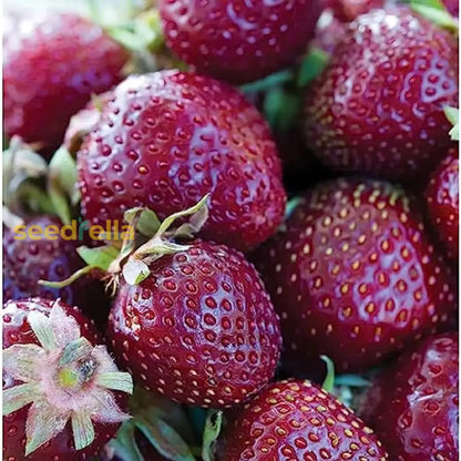 red strawberry seeds Strawberry Fruit Seeds Burgundy For Planting: High Quality Seeds For Delicious Homegrown Strawberries Organic Garden Seeds – Pure Asia Seeds