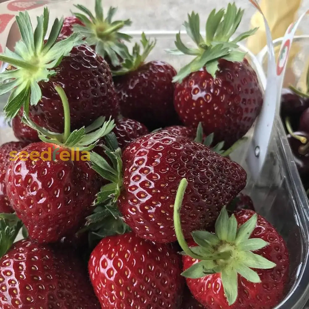 Strawberry Fruit Seeds Burgundy For Planting: High Quality Seeds For Delicious Homegrown Strawberries heirloom non-gmo organic garden seeds