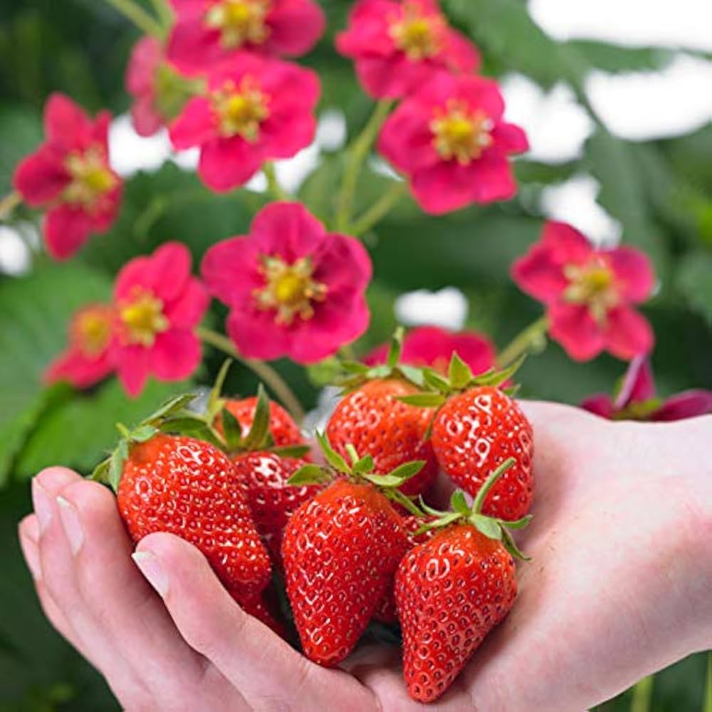 Strawberry Fruit Seeds Planting Pink