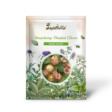 Strawberry-Headed Clover (Trifolium fragiferum) Palestine Pink Flower Seeds
