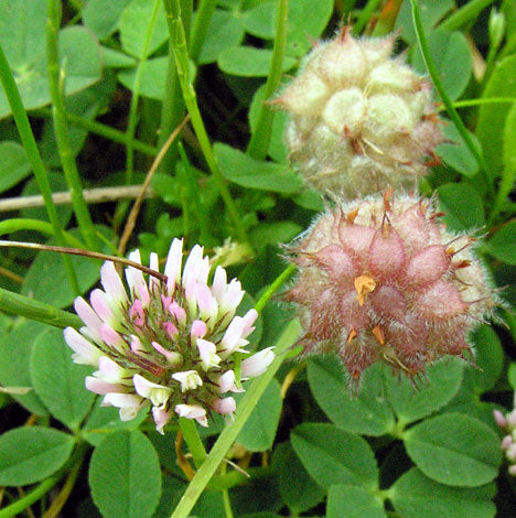 Strawberry-Headed Clover (Trifolium fragiferum) Palestine Pink Flower Seeds