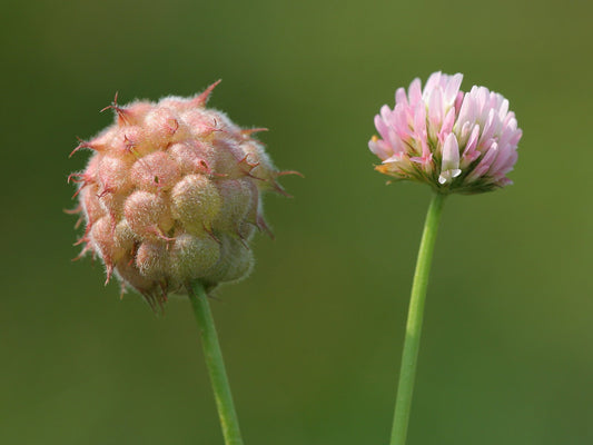 Strawberry Headed Clover Trifolium Fragiferum Palestine Pink Flower Seeds heirloom non-gmo organic garden seeds