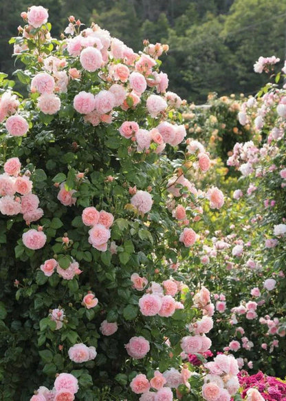 Catavel Pink Climbing Rose Flower Seeds