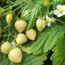 Juicy Strawberry Seeds for Planting