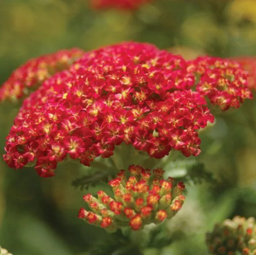 Achillea 'Strawberry Seduction' Seeds - Vibrant Pink-Red Perennial with Bold Blooms