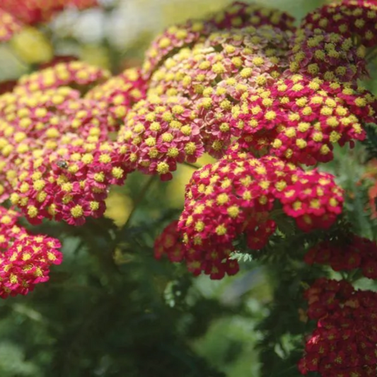 Achillea 'Strawberry Seduction' Seeds - Vibrant Pink-Red Perennial with Bold Blooms