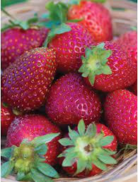 Strawberry Seeds for Planting - Pink Fruit Variety