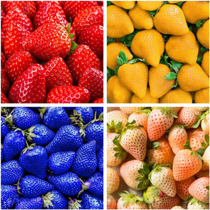 rainbow strawberry seeds Strawberry Fruit Seeds Rainbow Planting Organic Garden Seeds – Pure Asia Seeds