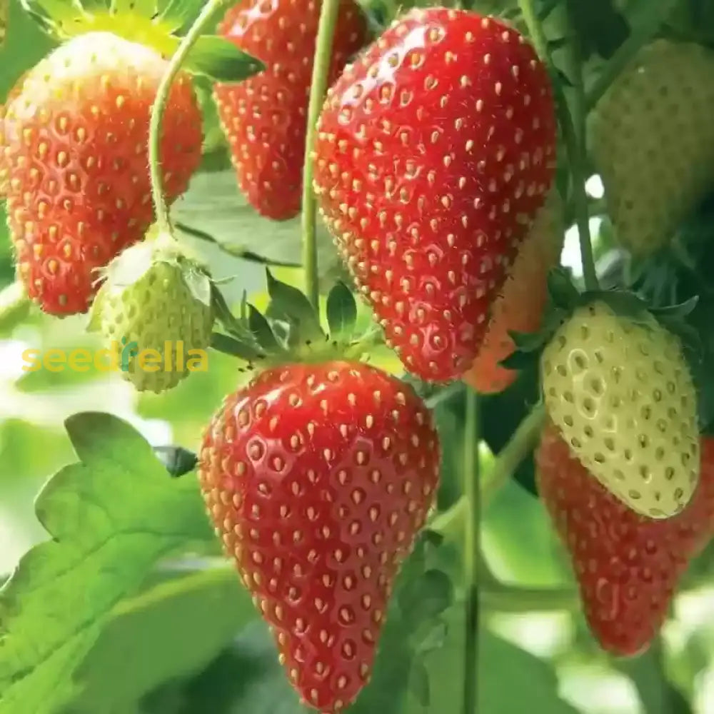 Strawberry Planting Seeds For Lush Garden Fruits Easy To Grow heirloom non-gmo organic garden seeds
