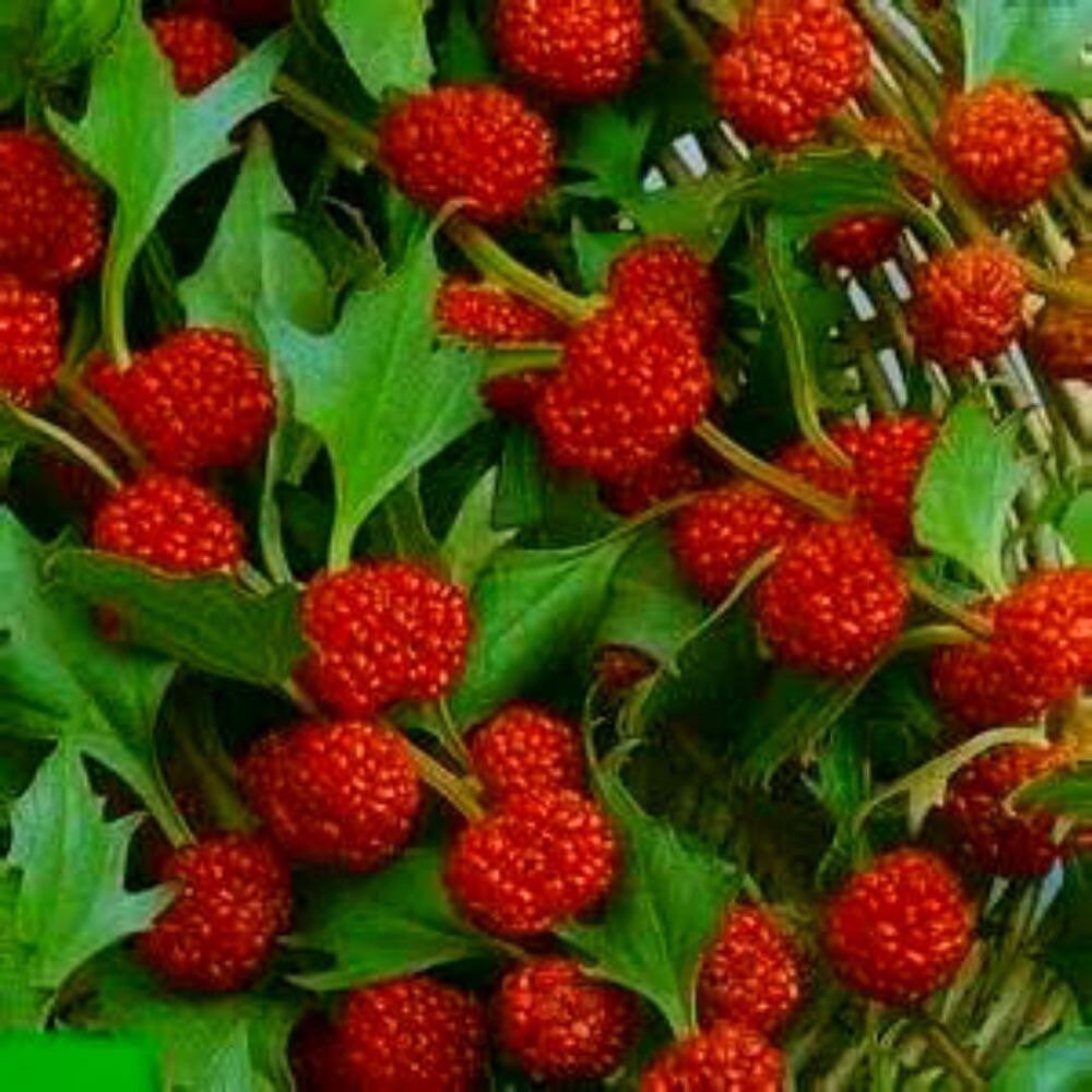 Strawberry Sticks / Spinach (Chenopodium foliosum) Fruit Berry Seeds