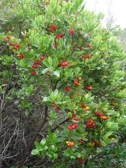 irish strawberry tree bonsai Strawberry Tree Arbutus Unedo – Edible Red Berry Tree – Irish Killarney Seeds Organic Garden Seeds – Pure Asia Seeds