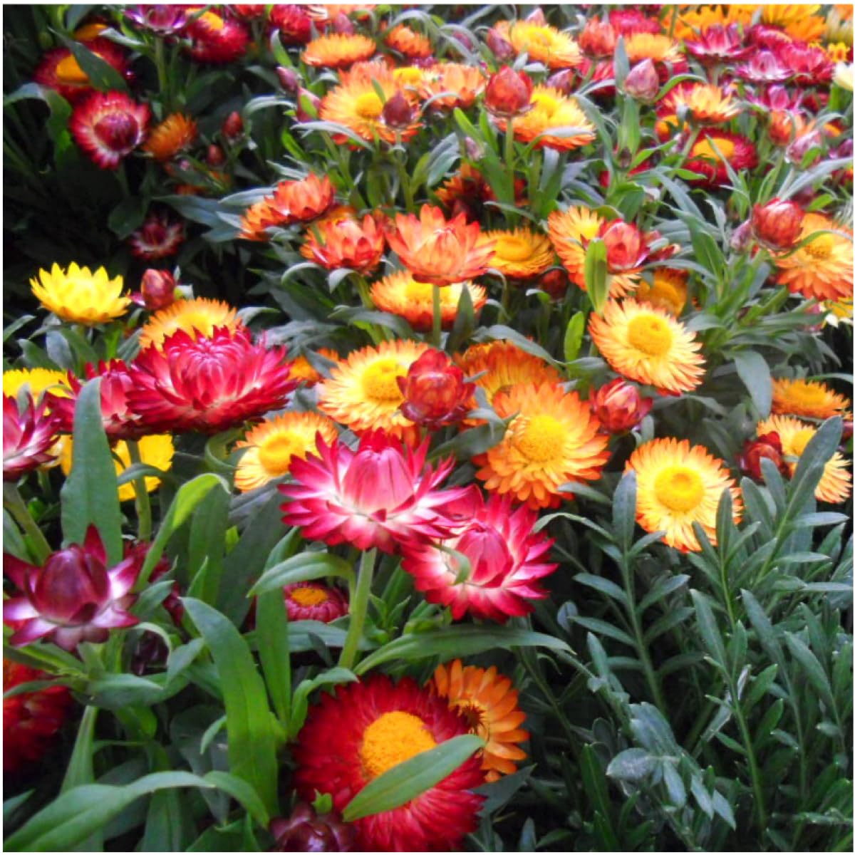 Strawflower Seeds for Planting - Mixed Varieties