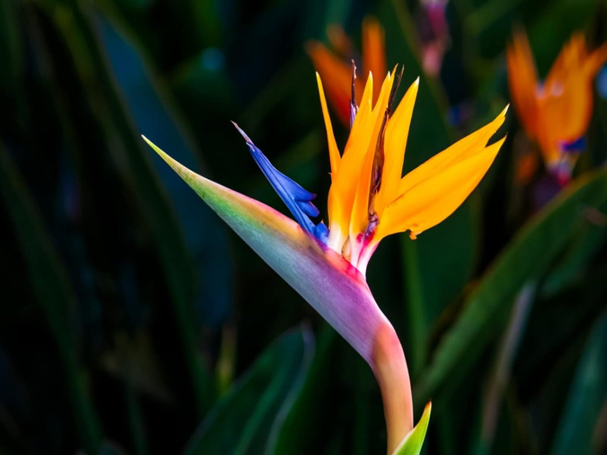 Strelitzia Flowers in Garden Landscape