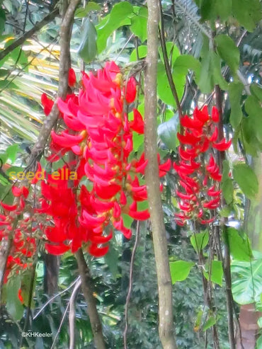 Strongylodon Macrobotrys Flower Seeds Red