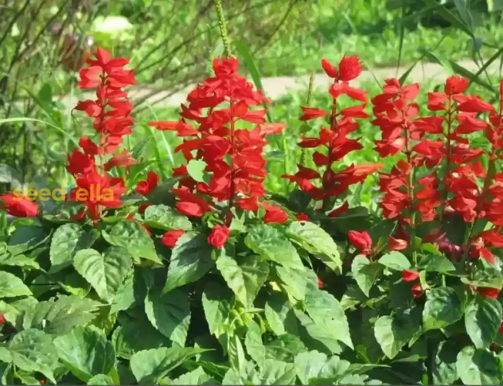 Strongylodon Macrobotrys Flower Seeds Red