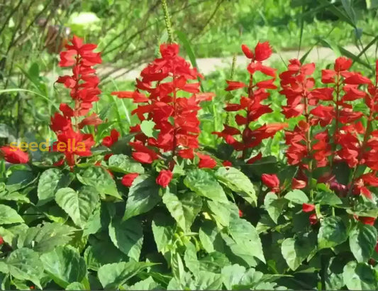 Strongylodon Macrobotrys Flower Seeds Red