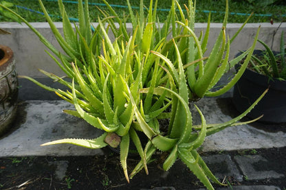 黄緑色のアロエ植え付け種子