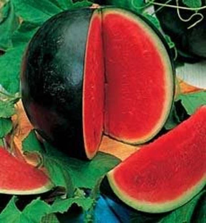 Sugar Baby Watermelon Citrullus Lanatus Fruit Melon Seeds heirloom non-gmo organic garden seeds