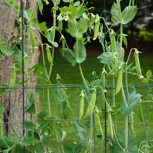 Sugar Ann Pea Vegetable  Seeds