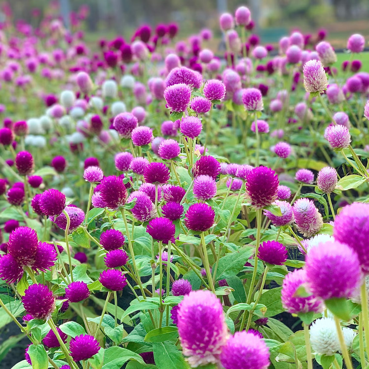 Summer Flower seeds for Planting - Bright Blooms, Heirloom & GMO Free Seeds for Home Garden