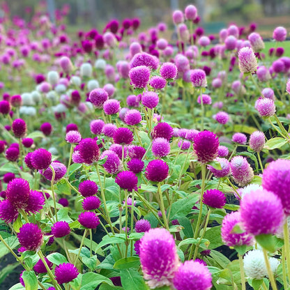 Summer Flower seeds for Planting - Bright Blooms, Heirloom & GMO Free Seeds for Home Garden