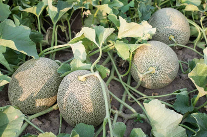 Brown Muskmelon Seeds for Planting